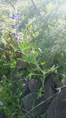 Lupinus pilosus