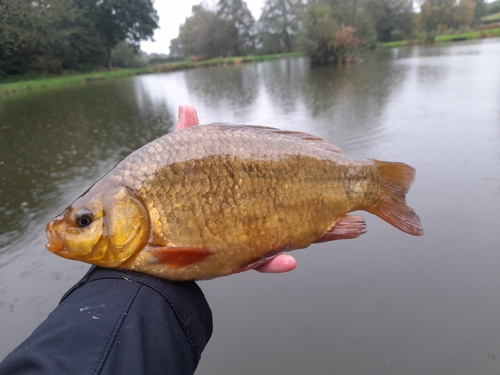 Crucian Carp, photo 4 of 10