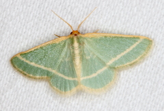 Mixocera latilineata