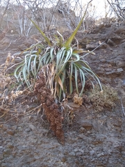 Hechtia matudae