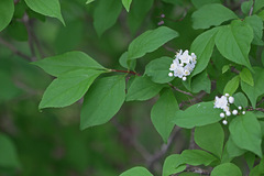 Deutzia parviflora