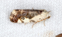 Acontia nivipicta