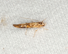 Trachydora chrysodoxa