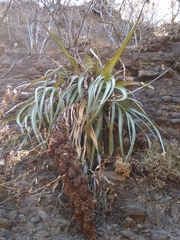 Hechtia matudae