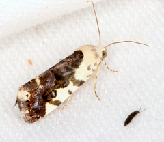 Acontia nivipicta