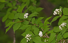 Deutzia parviflora