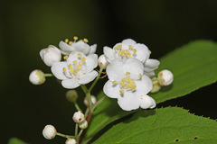 Deutzia parviflora