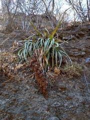 Hechtia matudae