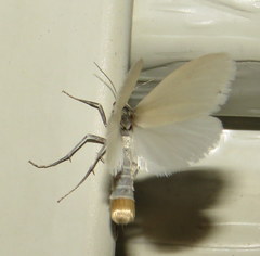 Scirpophaga