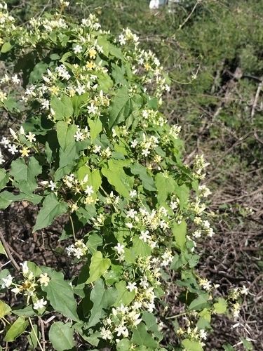 Image of Cynanchum ligulatum by no rights reserved
