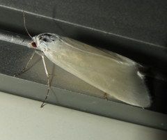 Scirpophaga