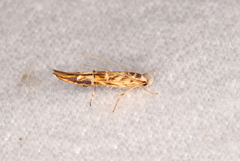 Trachydora chrysodoxa