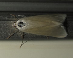 Scirpophaga