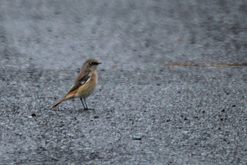 Eversmann's Redstart (Phoenicurus erythronotus), photo 6