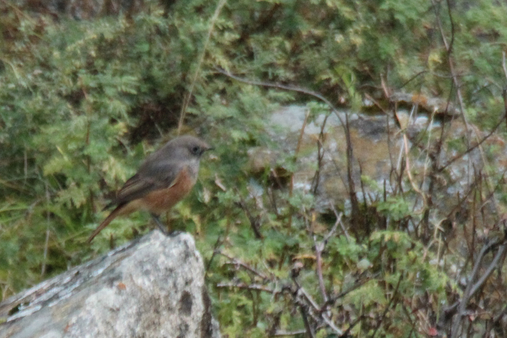 Black Redstart