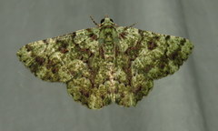 Aeolochroma hypochromaria