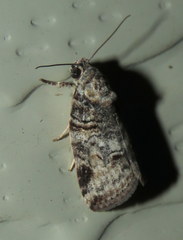 Garella vallata
