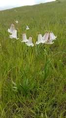 Fritillaria striata