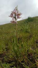 Fritillaria striata