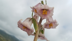 Fritillaria striata
