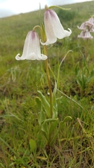 Fritillaria striata