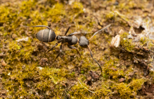 Colobopsis aruensisColobopsis aruensis