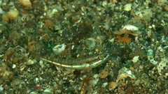 Little Glidergoby photo 4