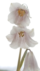 Fritillaria striata