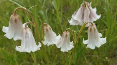 Fritillaria striata