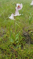 Fritillaria striata