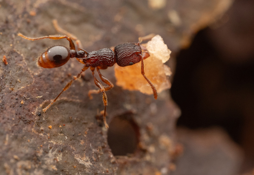 Tetramorium wagneriTetramorium wagneri