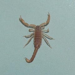 Pseudouroctonus reddelli