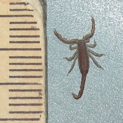 Pseudouroctonus reddelli