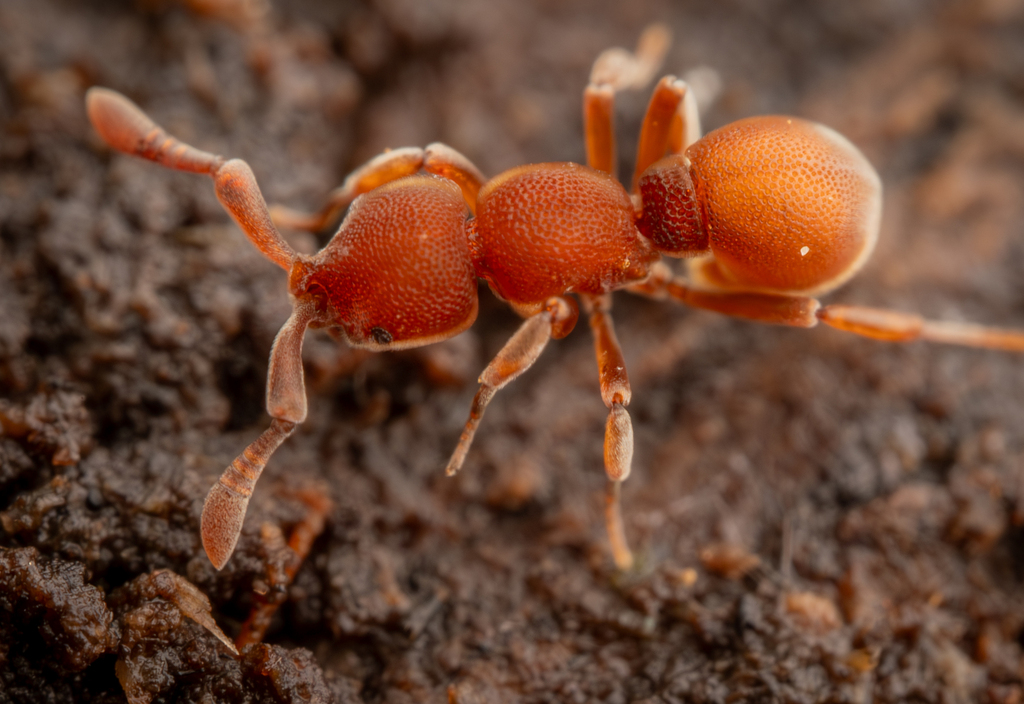 Discothyrea