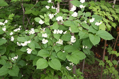 Philadelphus tenuifolius
