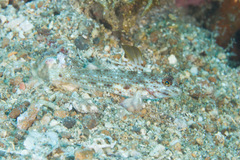 Fusigobius melacron