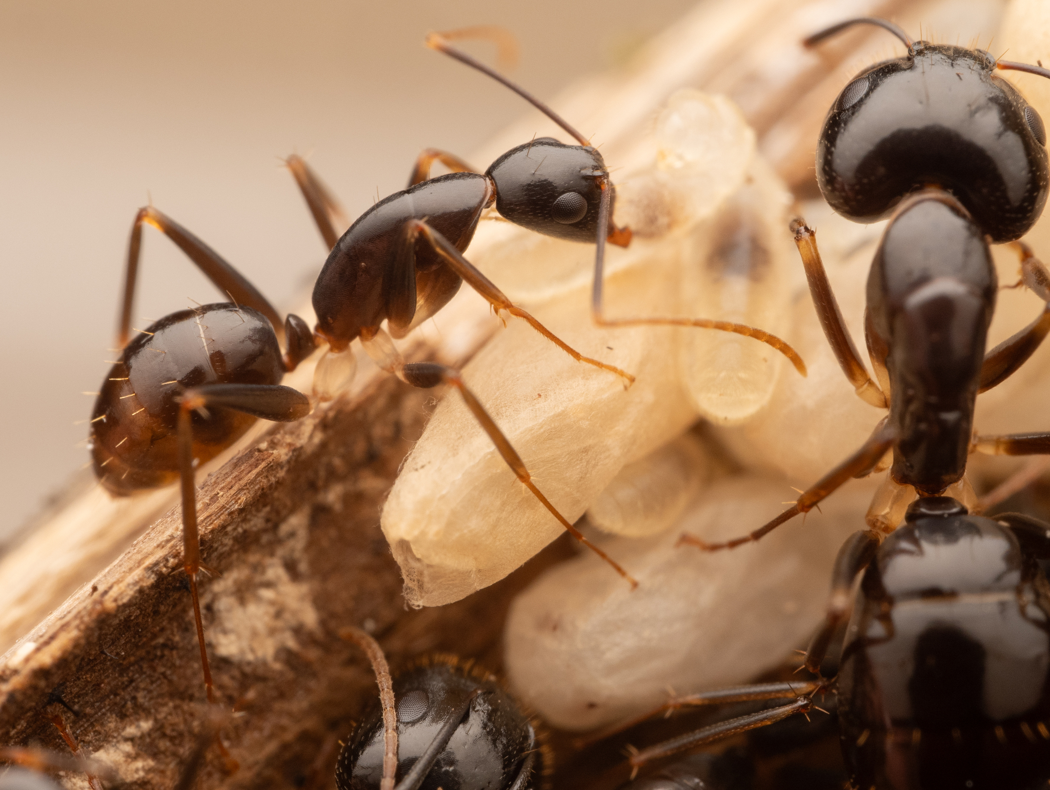 Camponotus palpatus