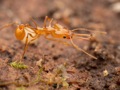 Orectognathus hystrix (Orectognathus hystrix)