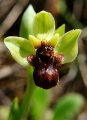Ophrys bombyliflora