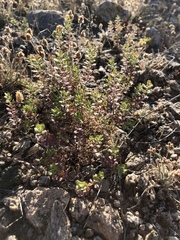 Lepidium lasiocarpum