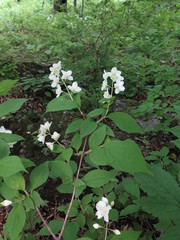 Philadelphus tenuifolius