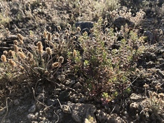 Lepidium lasiocarpum