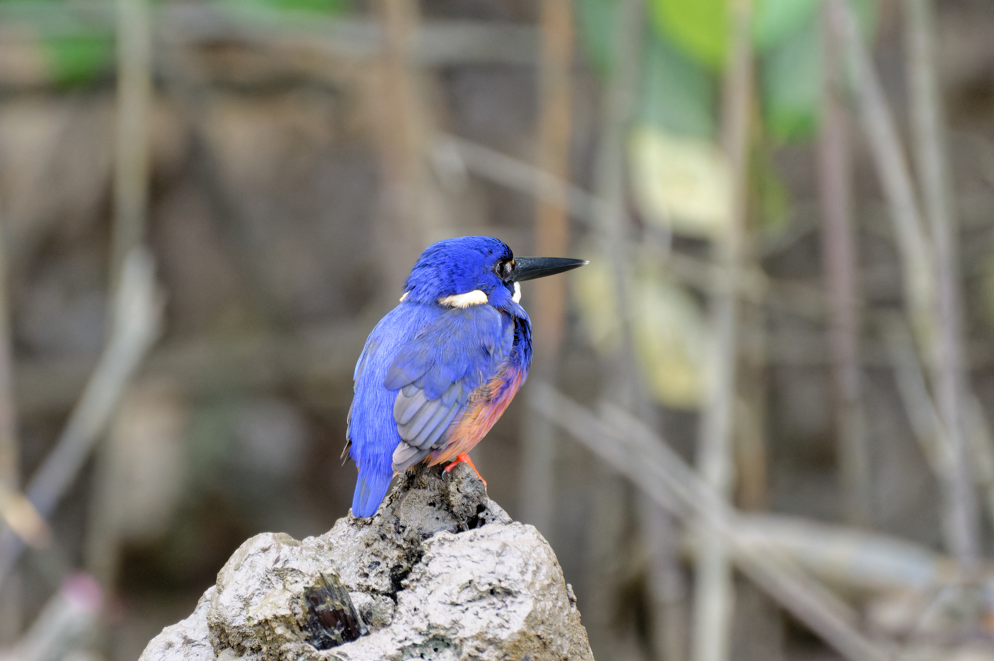 Azure Kingfisher illustration