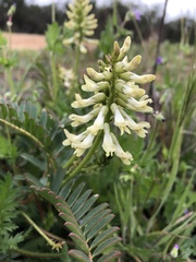 Astragalus pomonensis