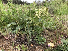Astragalus pomonensis
