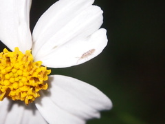 Entomobryoidea