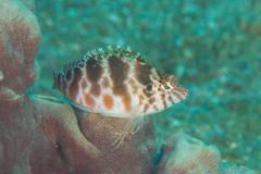 Cirrhitichthys aprinus