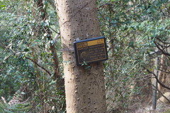 Zanthoxylum ailanthoides ailanthoides