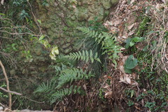 Dryopteris erythrosora