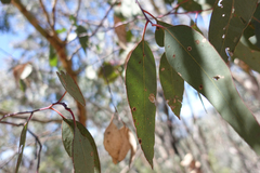 Eucalyptus albens